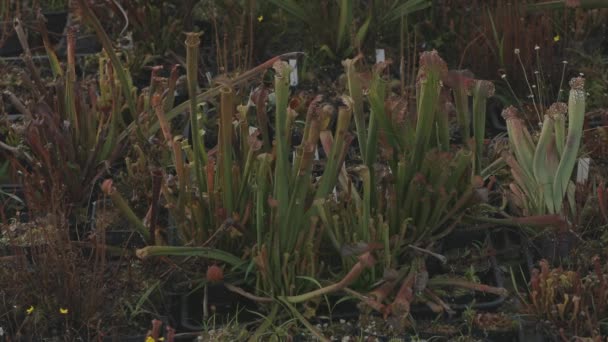 Pan Arrives Garden Full Carnivorous Plants — Stockvideo