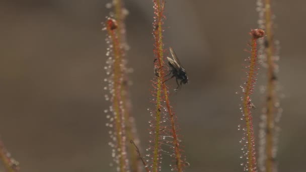 Fly Stuck Sticky Filament Carnivorous Plant Drosera Tries Clean Itself — Vídeo de Stock
