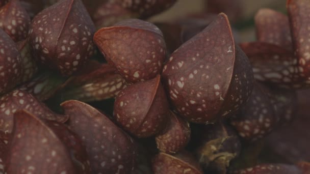 Pan Closeup Showing Different Parts Same Carnivorous Plant — Stok video