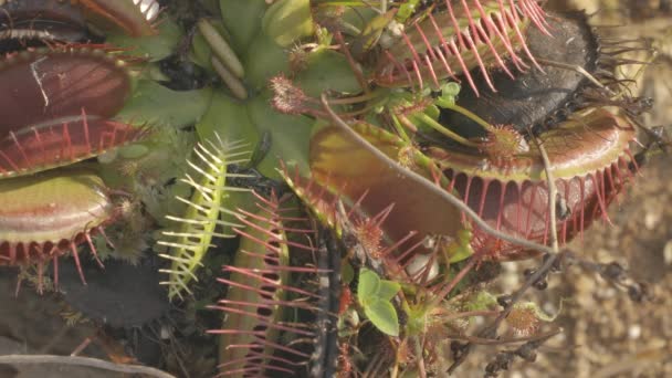 Ants Walk Carnivorous Plant Dioneia — Stockvideo