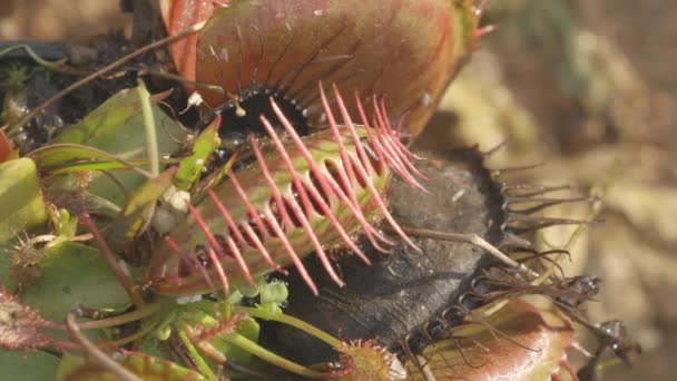 Ant Πιάνεται Από Venus Flytrap Σαρκοβόρο Φυτό Όπως Αγγίζει Μαλλιά — Αρχείο Βίντεο