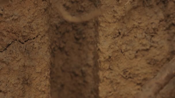 Ежегодная Собачья Цикада Нимфа Прикрепленная Корню Подземного Дерева Нимфа Сосет — стоковое видео