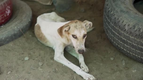 Slow Motion 120Fps Saved Stray Dog Hiding Hot Burning Sun — Stockvideo