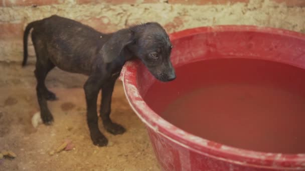 Slow Motion 120Fps Skinny Puppy Drinks Water Dog Shelter Being — Vídeo de Stock