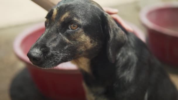 Slow Motion 120Fps Nervous Dog Getting Pet Friendly Human — kuvapankkivideo