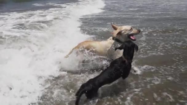 Slow Motion 120Fps Group Dogs Play Ocean Peru — 图库视频影像