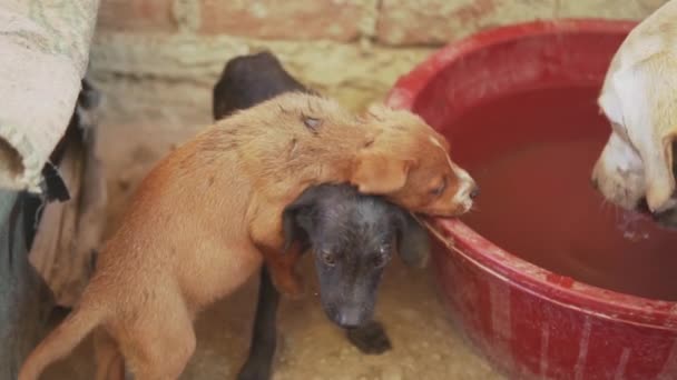 Slow Motion 120Fps Cute Skinny Puppies Climb Top One Another — Stock video