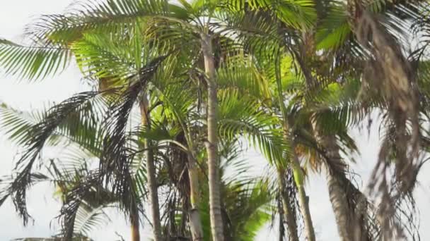 Slow Motion 120Fps Tilt Beautiful Green Palm Tree Boulevard Huanchaco — Video Stock