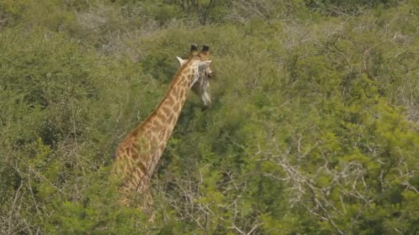 Giraffe Eating Kruger National Park South Africa Daylight — Stockvideo