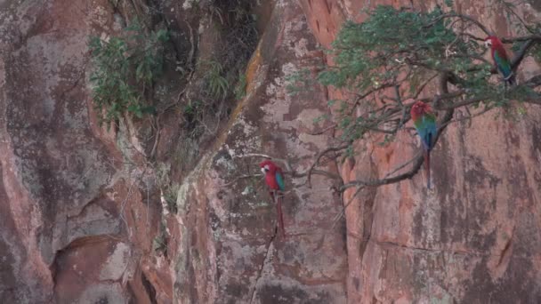 Scarlet Macaws Κλαδιά Δέντρων Χαλαρωτικό Μετά Την Πτήση Στο Bonito — Αρχείο Βίντεο