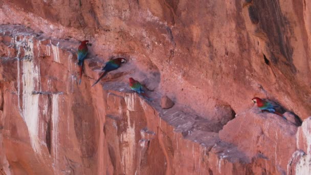 Scarlet Macaws Interacting Crack Sandstone Cliff Buraco Das Araras Brazil — Stockvideo