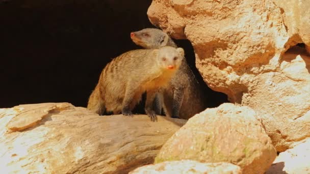 Mongoose Leaving Dark Cave Start Day Sunlight — Stockvideo