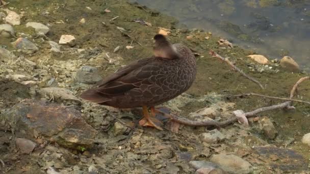 Wilde Eend Aan Kust Doet Zich Voor Plukt Zijn Veren — Stockvideo