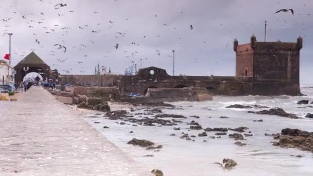 Чайки Летять Над Портом Входом Ессуейра Марокко Штормовий День — стокове відео