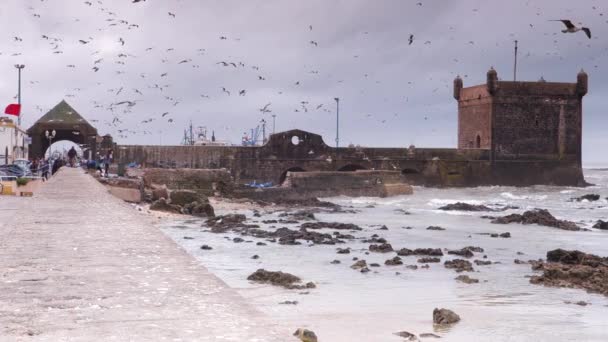 Slow Motion Waterfront Port Area Essaouira Morocco Sky Filled Seagulls — Stockvideo