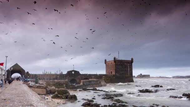 Slow Motion Waterfront Port Area Essaouira Morocco Sky Filled Seagulls — Stok video