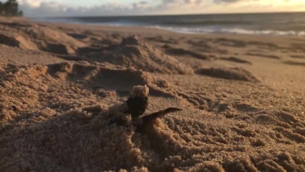 Mořská Želva Drobné Líhnutí Opouštějící Hnízdo Pohřben Písku Mořem Pozadí — Stock video
