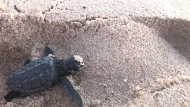 Baby Sea Turtle Closeup Crawling Sand Difficulty Much Effort Its — Stockvideo