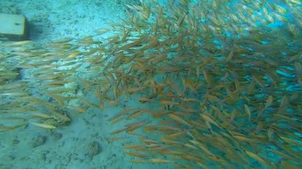 Large Flock Parrotfish Schooling Swimming Away Giant Trevally Fih Predators — 图库视频影像