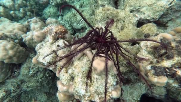 Crinoids Feather Star Marine Animai Underwater Close Shot 산호초에 서식하는 — 비디오