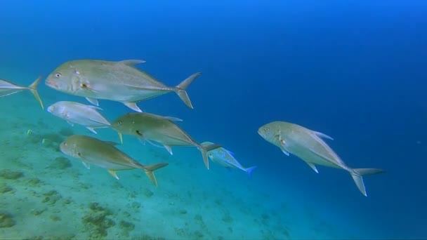 Giant Trevally Fish Deep Ocean Saltwater Underwater Close Shot Marine — 图库视频影像