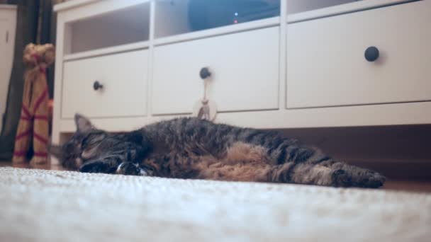 Cat Waking Floor — Stockvideo