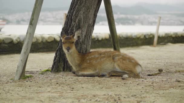 Lonely Deer Laying Ground Itsukushima Island Miyajima Ferry Boat Passing — Stock video
