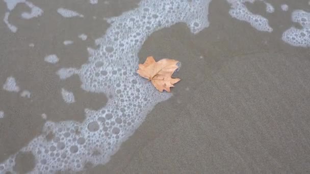 Water Foam Sea Beach Moves Dry Tree Leaf Seems Remains — Vídeo de stock