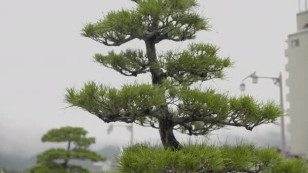 Japanese Green Pine Tree Moody Weather — 비디오