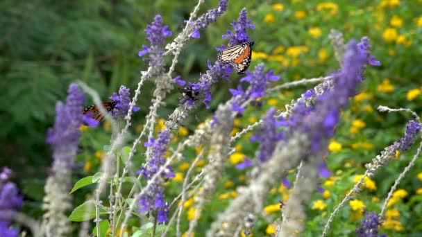 Монарх Метелик Чорна Джмеля Бджола Ділять Квітку Поки Монарх Відлетить — стокове відео