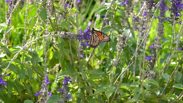 Monarch Butterfly Flaps Its Wings Twice Flutters Flies Away Slow — Stockvideo