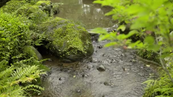 Relaxing Trickle Pure Nature Zen Beautiful Natural Looking River — Stok video