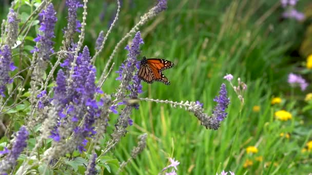 Monarch Butterfly Flaps Its Wings Flutters New Flower Bumble Bee — Video