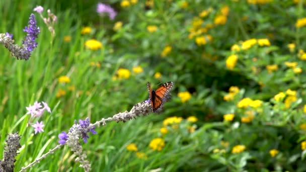 Monarch Butterfly Opens Its Wings Reveal Its Beautiful Coloring Flies — Stockvideo