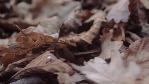 Fallen Autumn Leaves Ground Low Shot — Video