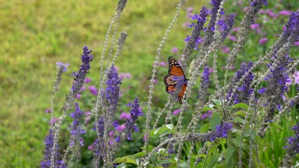 Monarch Butterfly Slaps Its Wings Flutters New Flower — Vídeo de stock