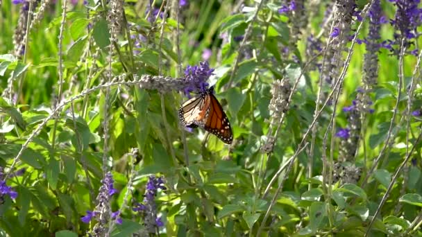 Single Monarch Butterfly Opens Its Wings Twice Shot Slow Motion — Stok Video