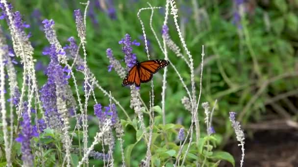 Single Monarch Butterfly Flaps Its Wings Flies Away — Stockvideo