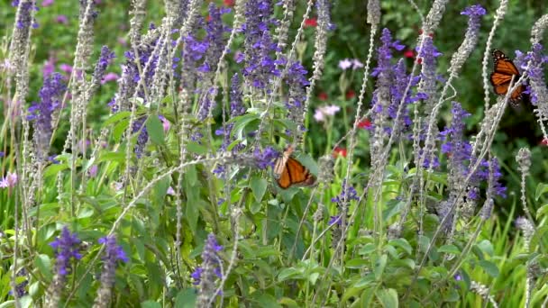 Monarch Butterfly Flies New Flower Another Monarch Butterfly Flaps Nearby — Vídeo de stock