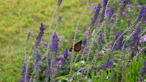 Одна Бабочка Монарх Машет Крыльями Цветке — стоковое видео