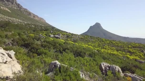 Low Altitude Drone Flight Veldt Bushes Forestry Bottom Table Mountain — Vídeo de Stock