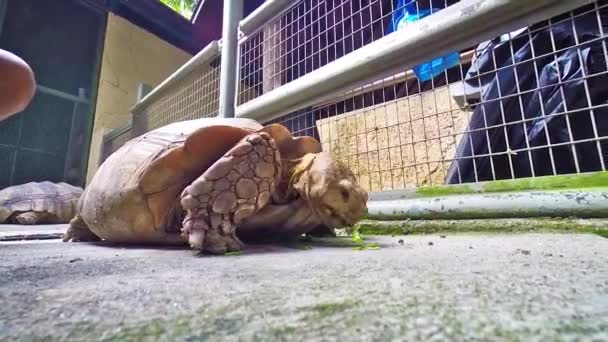 Tortoise Zoo Feeding Leaves Ground Low Angle Close — 비디오