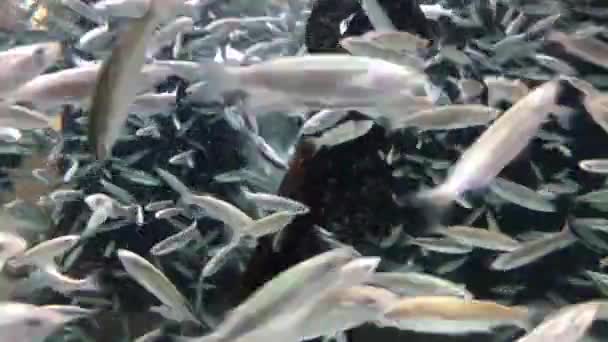 Ancho Medio Cientos Sardinas Enjambre Llenando Marco Peces Plateados Nadando — Vídeos de Stock