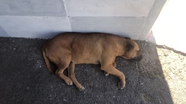 Stray Dog Sleeping Shadow Afternoon Sun Top Hand Held Shot — Wideo stockowe