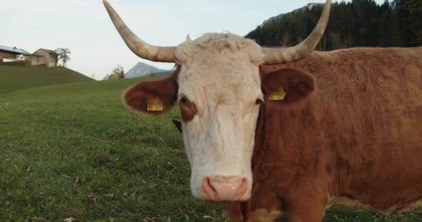 Medium Shot Cow Looking Wiggling Ears Farm House Grass Background — 图库视频影像