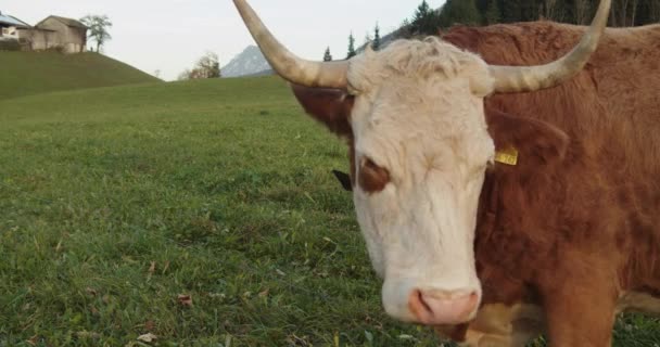 Крупним Планом Постріл Корова Біля Паркану Повертає Голову Фермерський Будинок — стокове відео