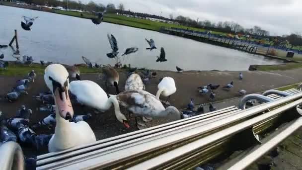 Кормление Лебедей Гусей Птичьим Кормом Холодными Зимами Утром Красивого Озера — стоковое видео