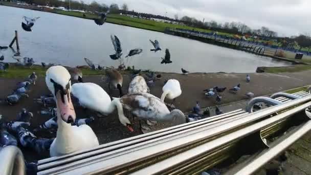 Feeding Swans Geese Birdseed Cold Winters Morning Beautiful Lake Central — Stockvideo