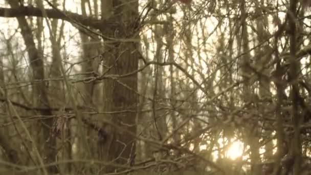Sunset Winter Woodland Bare Trees — Stock videók