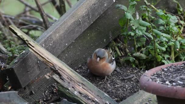 Chaffinch Fringilla Coelebs Single Adult Male Feeding Ground British Isles — Wideo stockowe